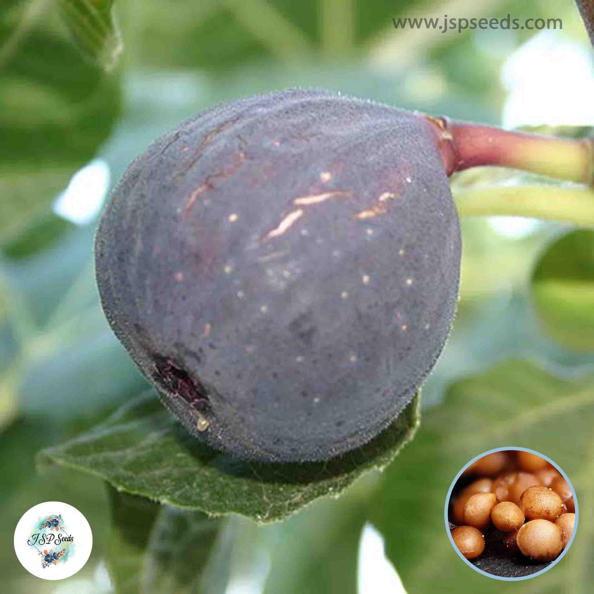 30 Sultane Ficus Carica Seeds Fig Seeds Tropical Bonsai Rare Fruit Seeds