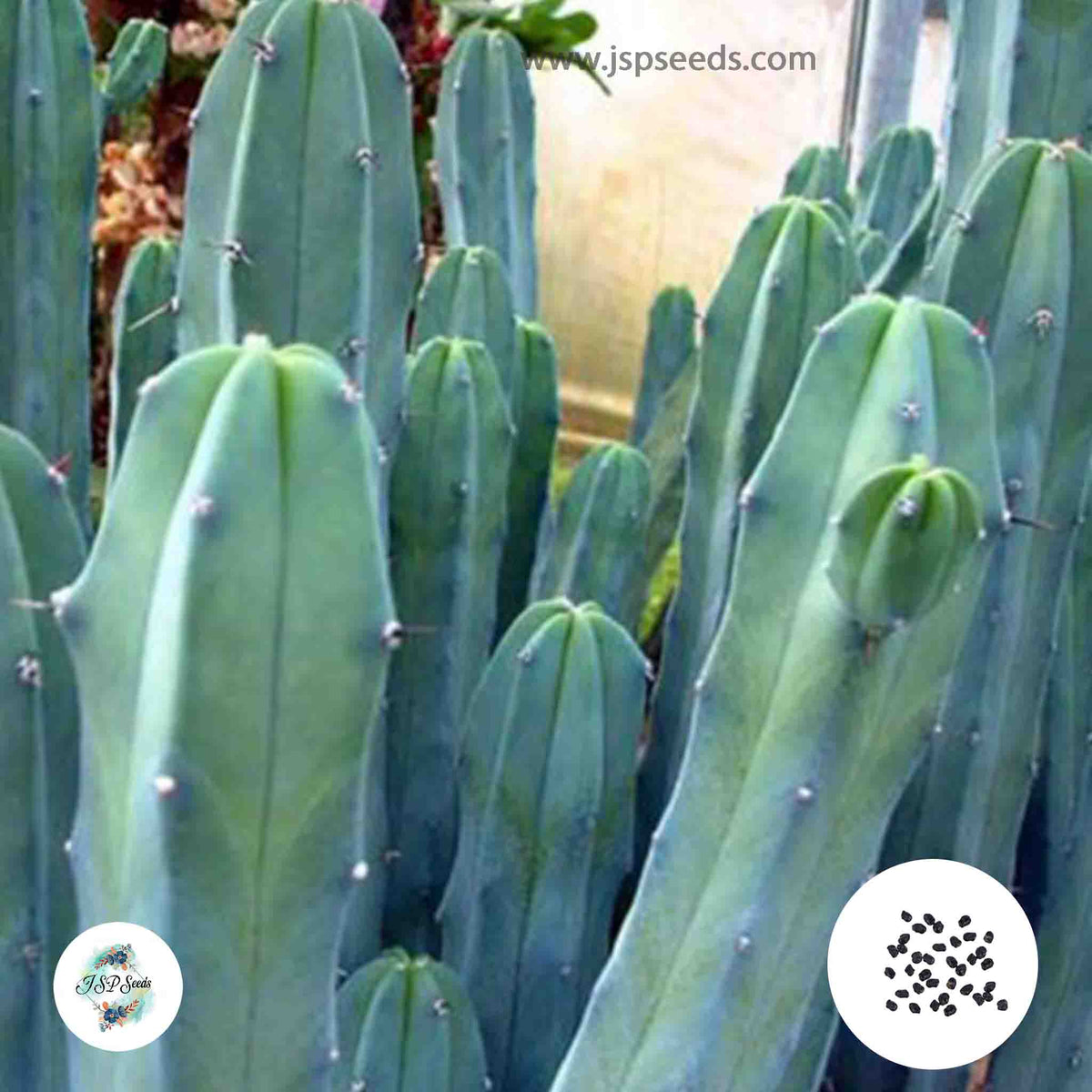 40 Seeds Myrtillacactus geometrizans Cactus Succulent seeds