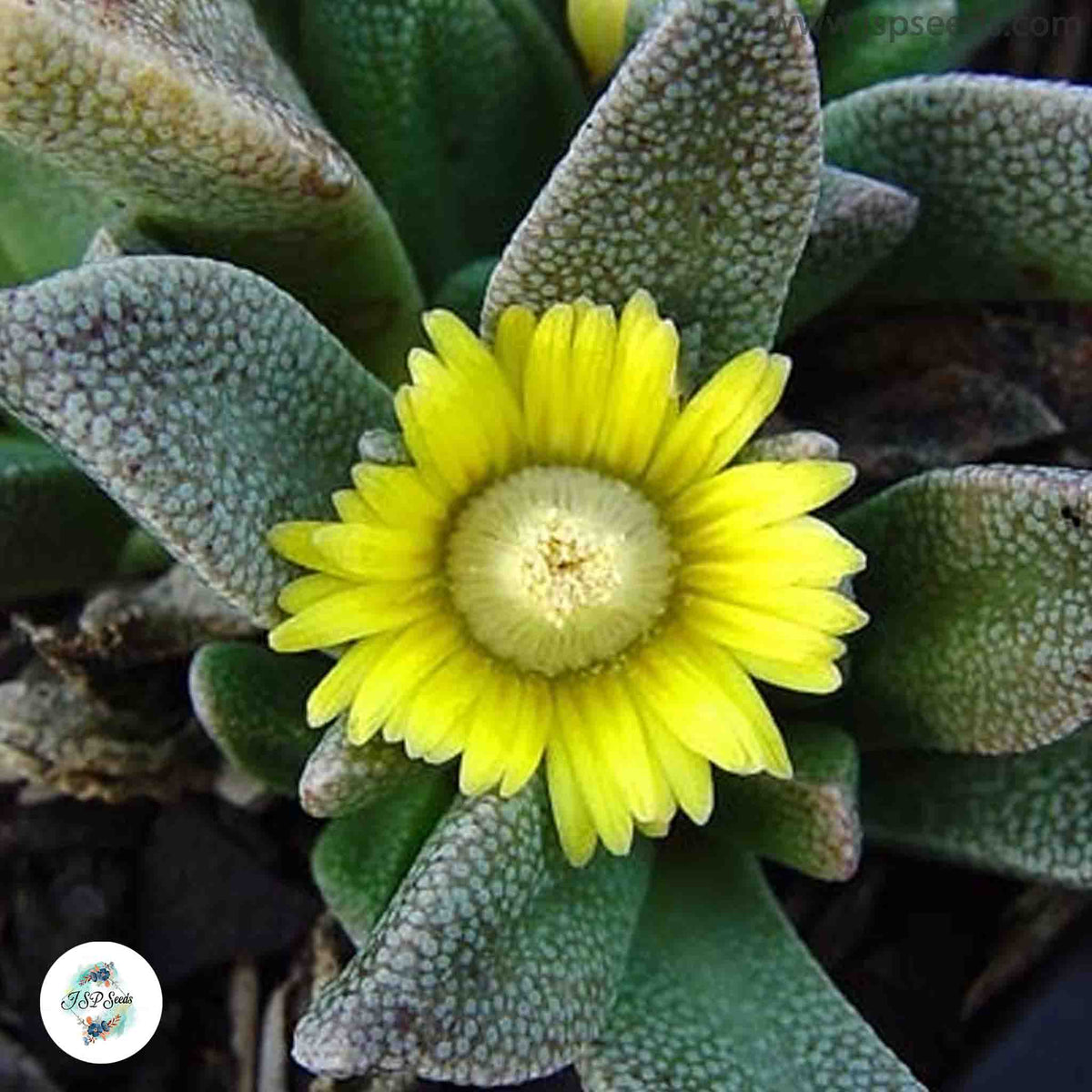 Nananthus aloides / 40 seeds