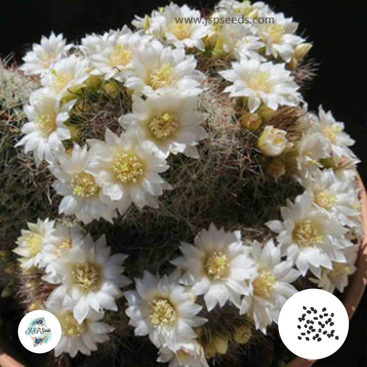 40 seeds Mammillaria zeilmanniana v. albiflora  Cactus Succulent seeds