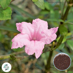 30 Pink Ruellia tuberosa, Waterkanon Thai herbs Seeds