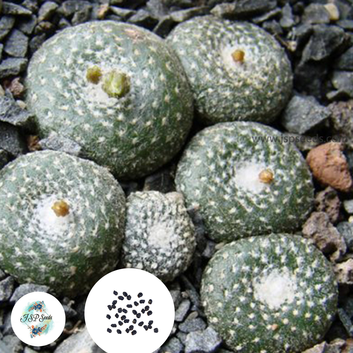 40 seeds Blossfeldia liliputana v. alba  Cactus Succulent seeds