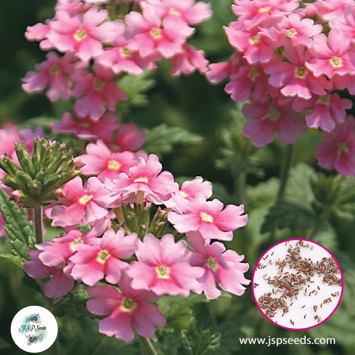 800 Pink Moss Verbena Seeds Perennial Ground Cover Creeping