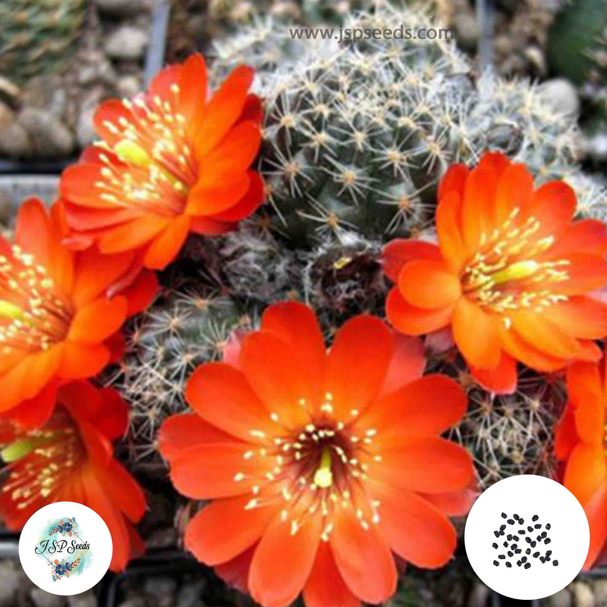 40 Seeds Mediolobivia steinmannii Cactus Succulent seeds