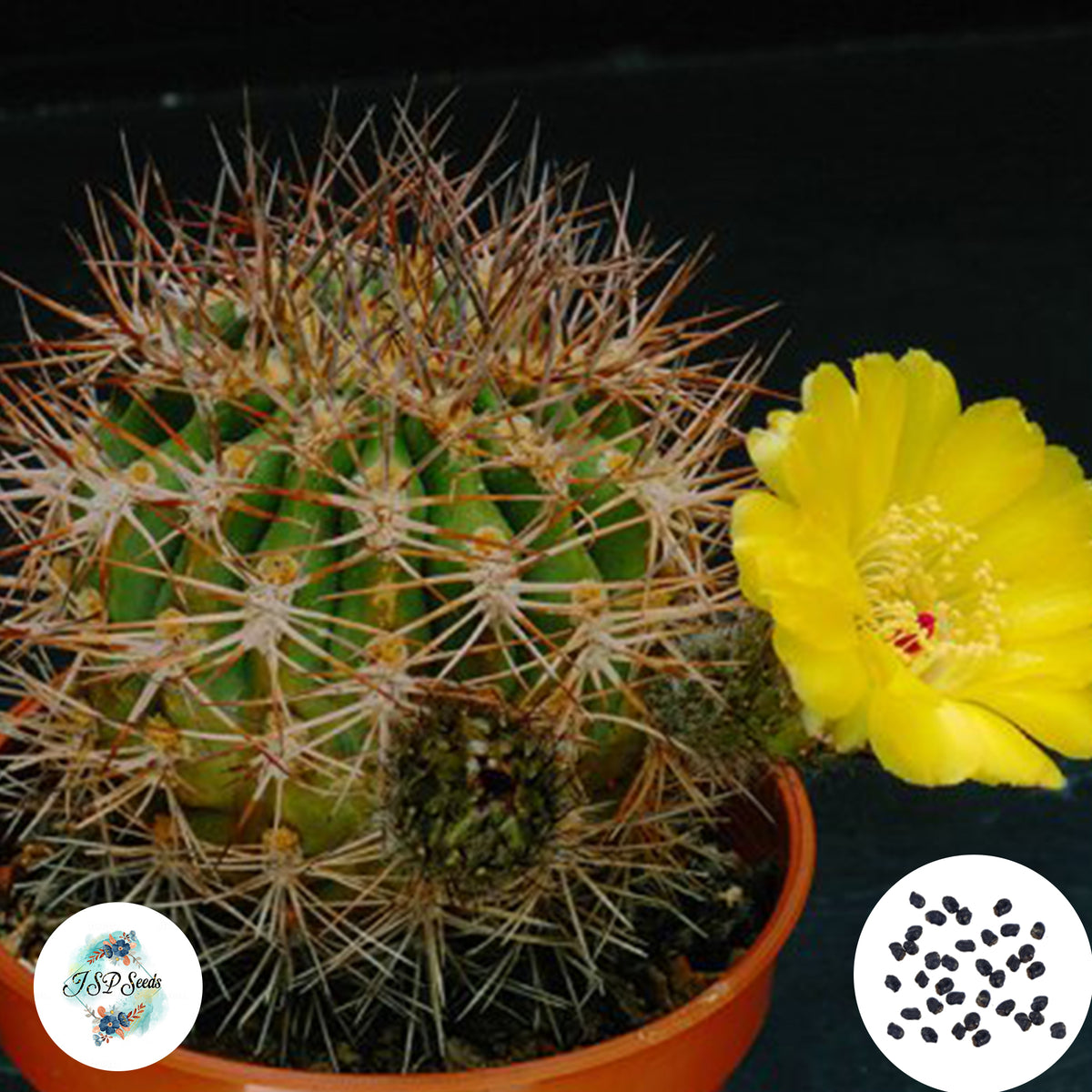 40 Seeds Acanthocalycium thionanthum Cactus Succulent seeds