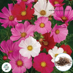 100 Mixed Color Starburst Mix Color Cosmos Flower Seeds (Flower Plants)