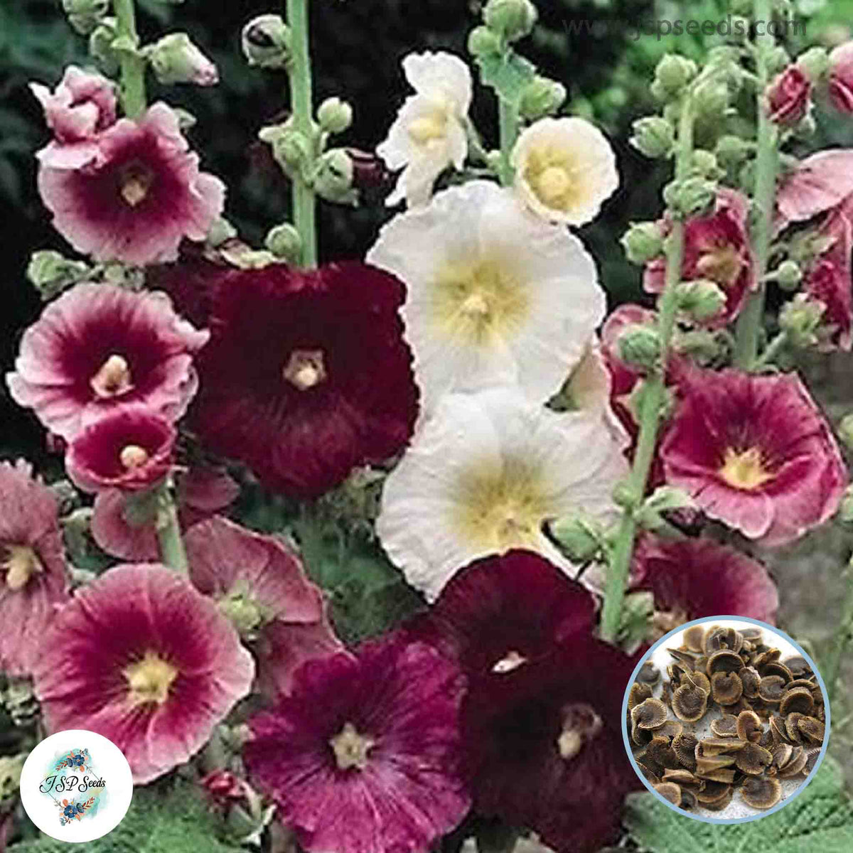 50 Mixed Hollyhock Bonsai Real Sementes Price Home Garden Country Romance Alcea Rosea Heirloom Seeds (Vegetable Potted Plants)