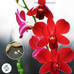 50 Red Dendrobium Orchid flower Seeds (Flower Garden Potted Plants)Thailand Orchids