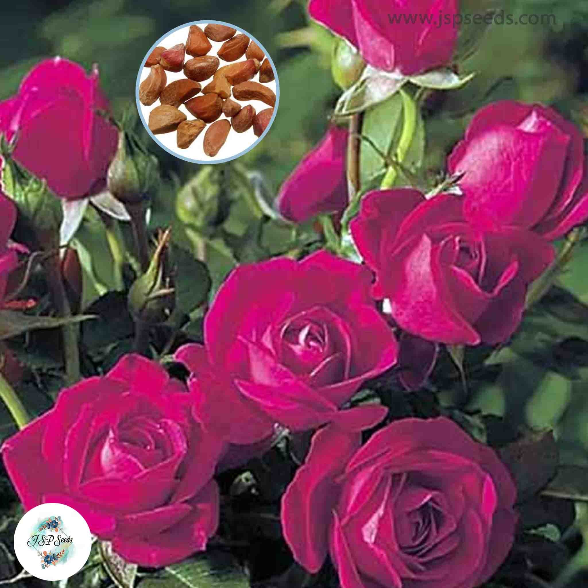 50 Heirloom Thai Dark Pink Mini Miniature Rose Rosa bush Fragrant flow ...