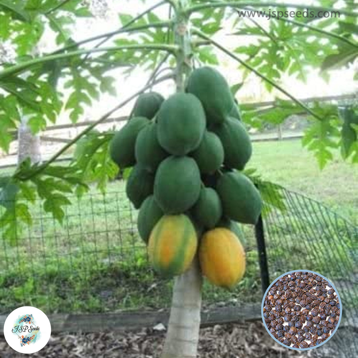 50 Rare Dwarf Waimanalo Papaya Seeds (Asia Fruit)