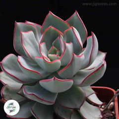 Echeveria strictiflora / 40 seeds