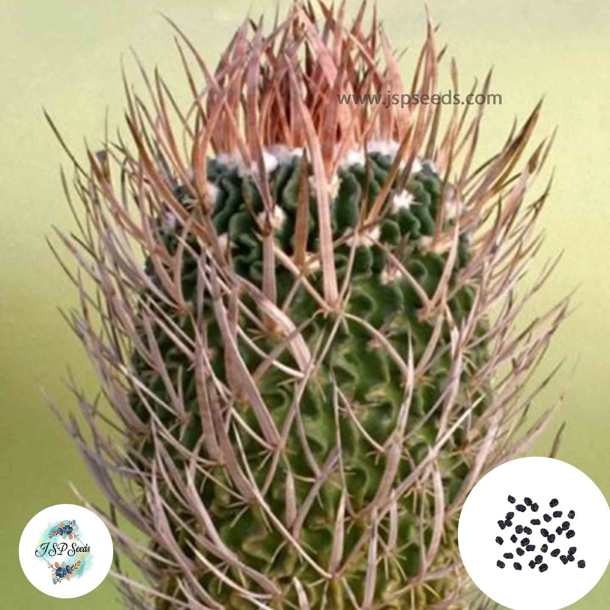 40 Seeds Echinofossulocactus caespitosus Cactus Succulent seeds