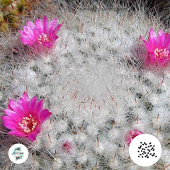 40 seeds Mammillaria woodsii  Cactus Succulent seeds