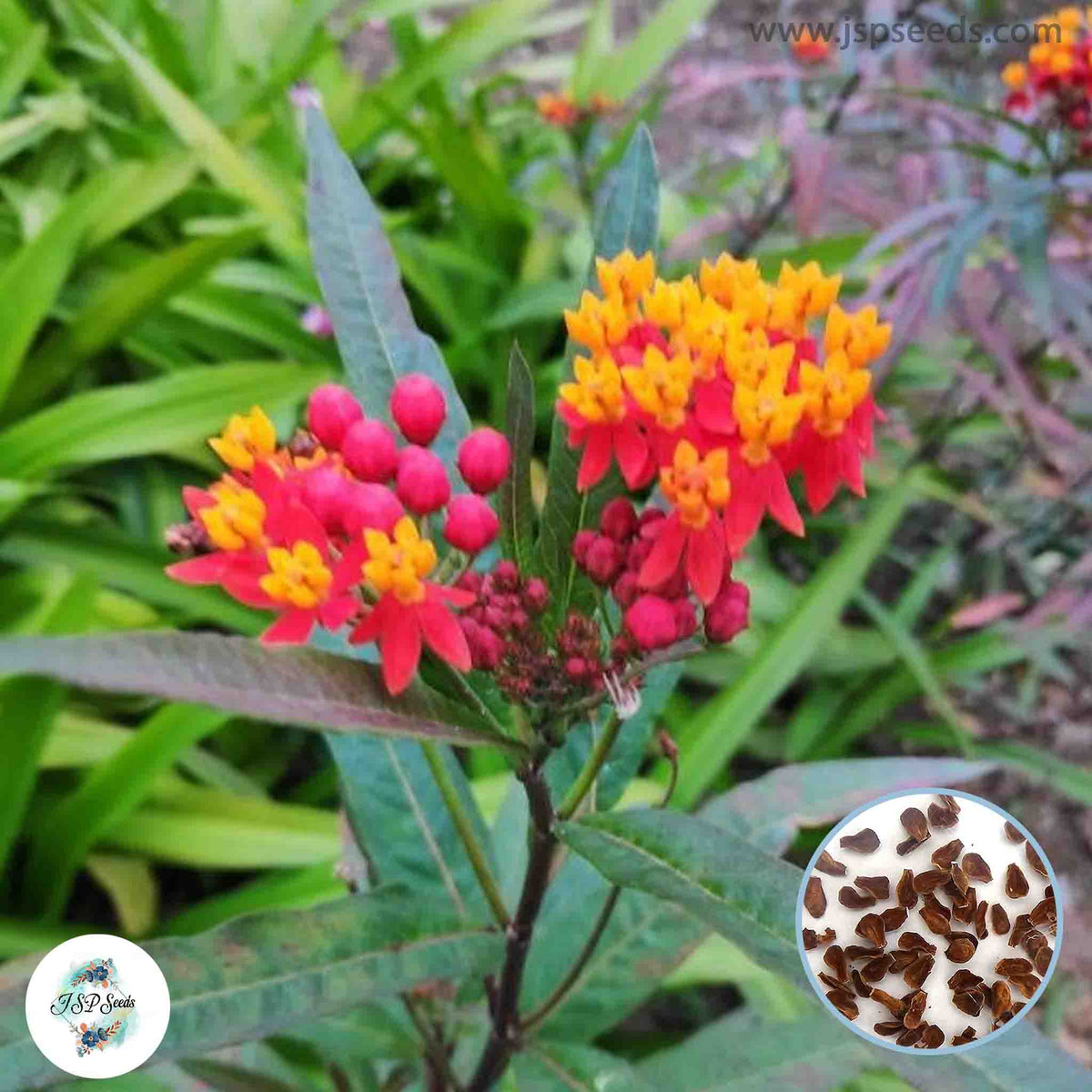 20 Asclepias curassavica L. Bastard ipecacuanha, Butterfly Weed, Blood Flower, Milkweed, Silkweed Seeds