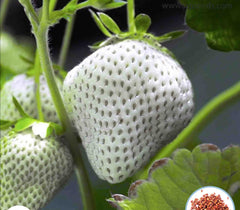 100 White Jewel Strawberry Homegrown Edible Garden Fruit Organic Sweet Non-GMO Berry Seeds