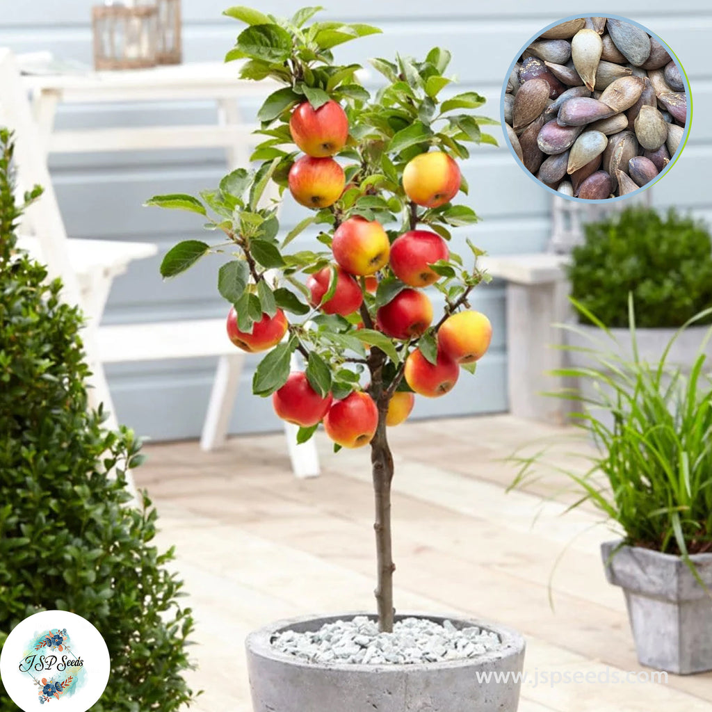 30 Dwarf Apple Seeds (Asia Fruit) – JSPSeeds