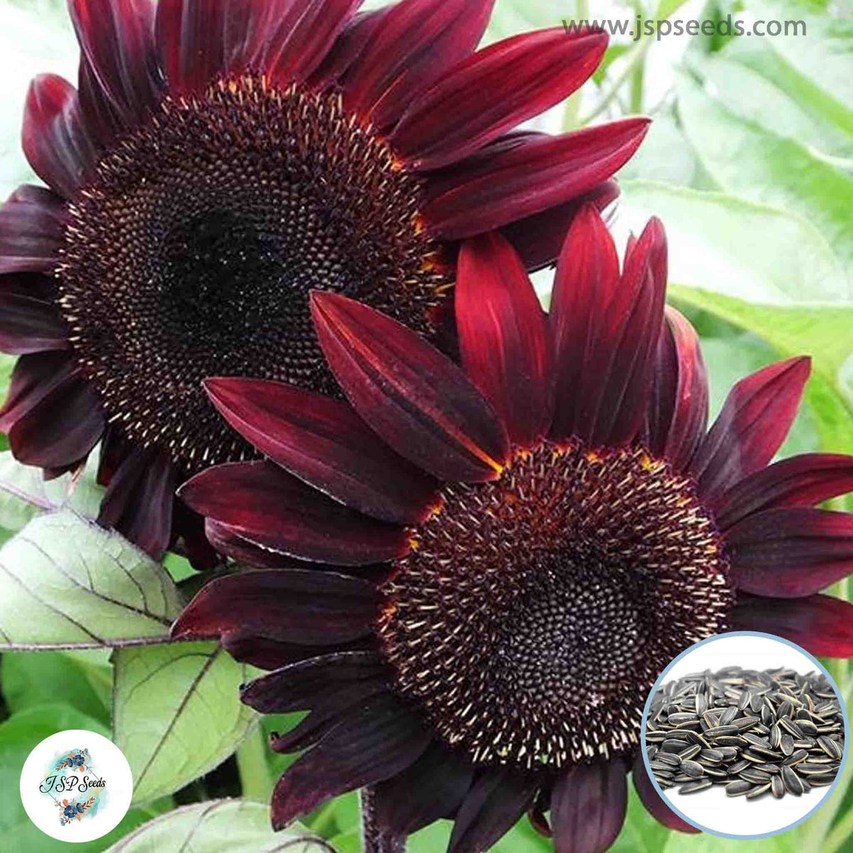 50 Crimson Sunflower Red Hedge Darkest Seeds (Flower Plants)