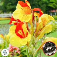 30 Cleopatra CANNA LILY Indian Shot Canna Indica Flower Seeds Cannaceae (Asia Flower)