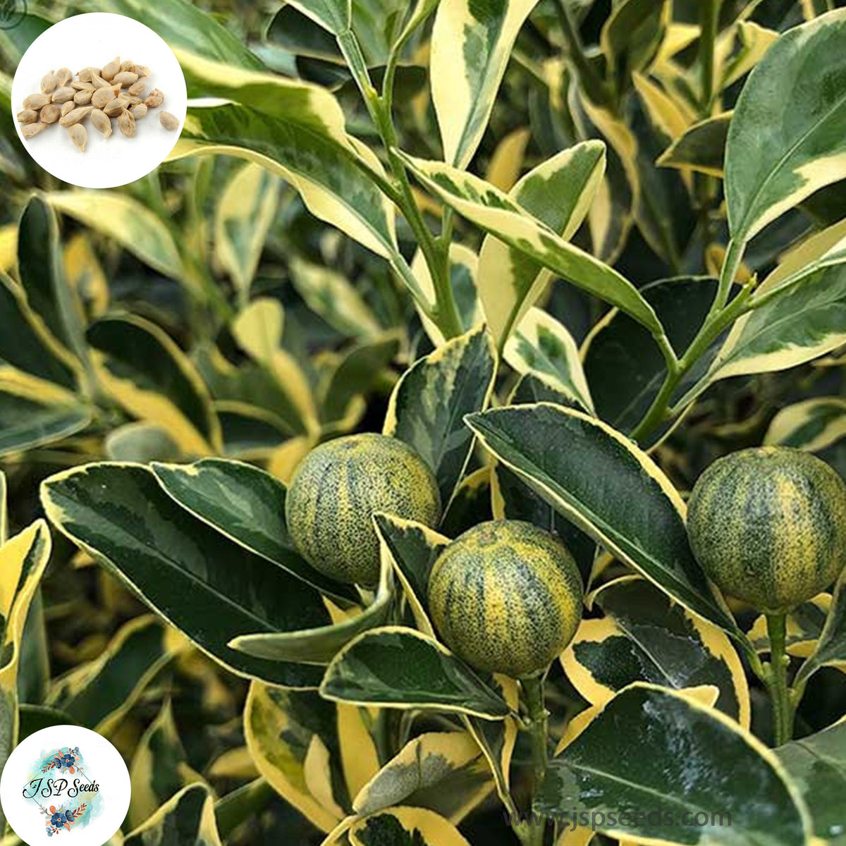 30 Variegated Calamondin, Calamondin orange, Chinese orange, Golden lime, Kalamansi lime, Panama orange, Musklime, Philippine lime Seeds (Asia Fruit)