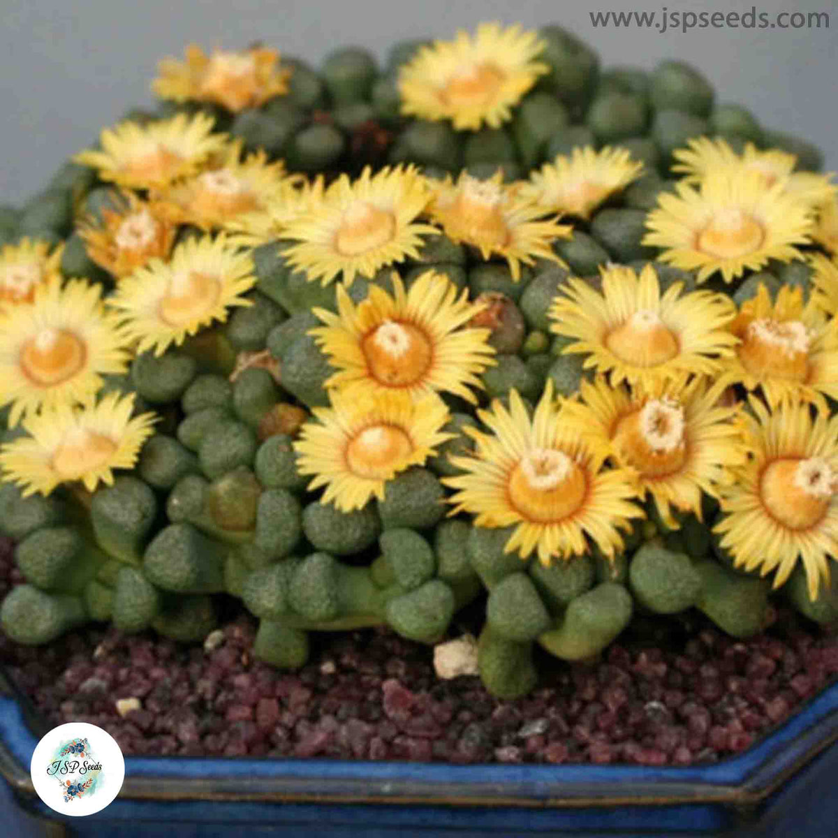 Aloinopsis schooneesii (Living stones) / 40 seeds