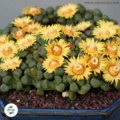 Aloinopsis schooneesii (Living stones) / 40 seeds