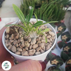 Pachypodium brevicaule / 40 seeds