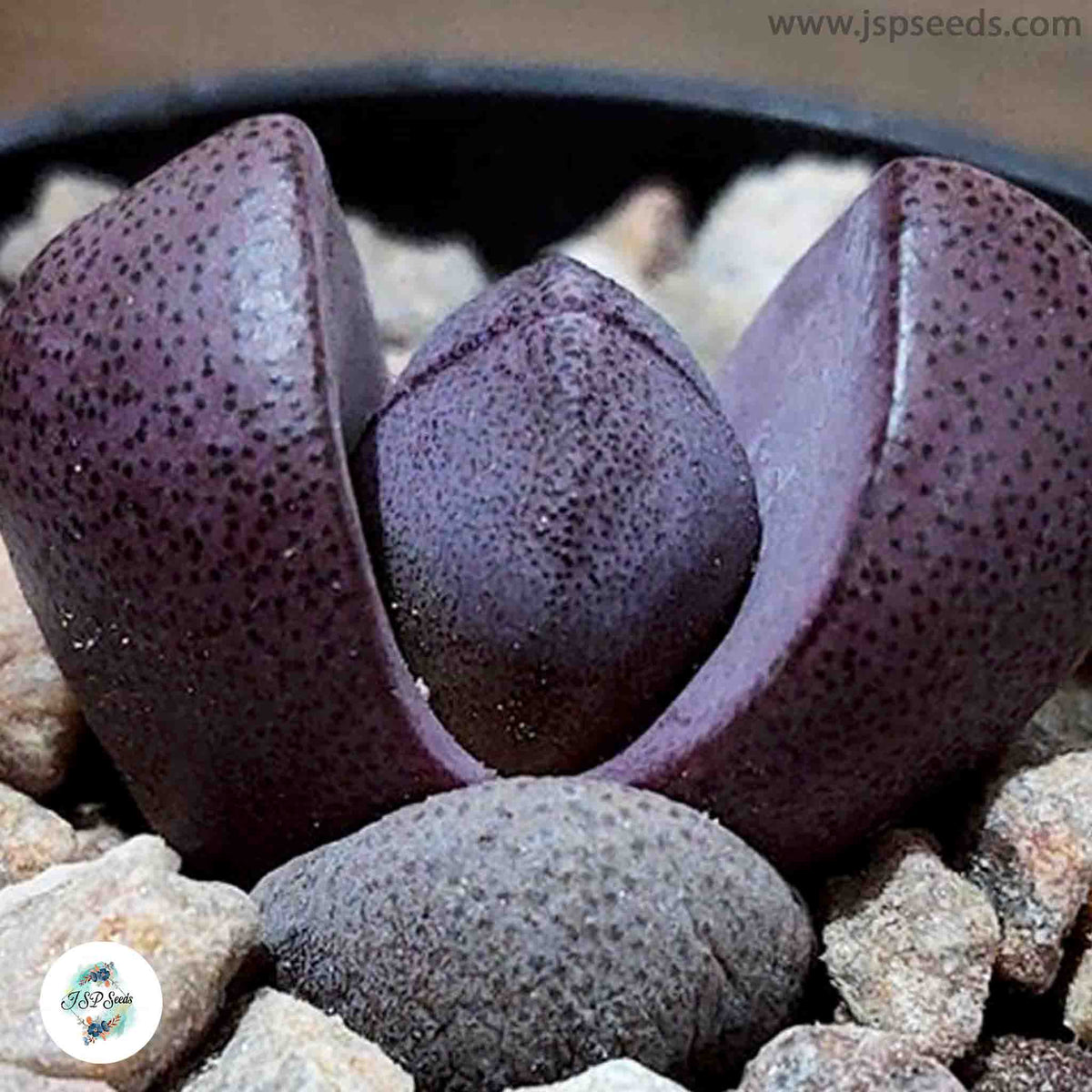 Pleiospilos nelii ‘Royal Flush’ / 40 seeds