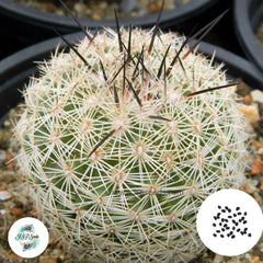 40 Seeds Coryphantha werdermannii Cactus Succulent seeds