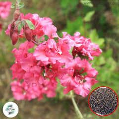 200 Salmon Clarkia Farewell to Spring Godetia Amoena Annual Flower Seeds