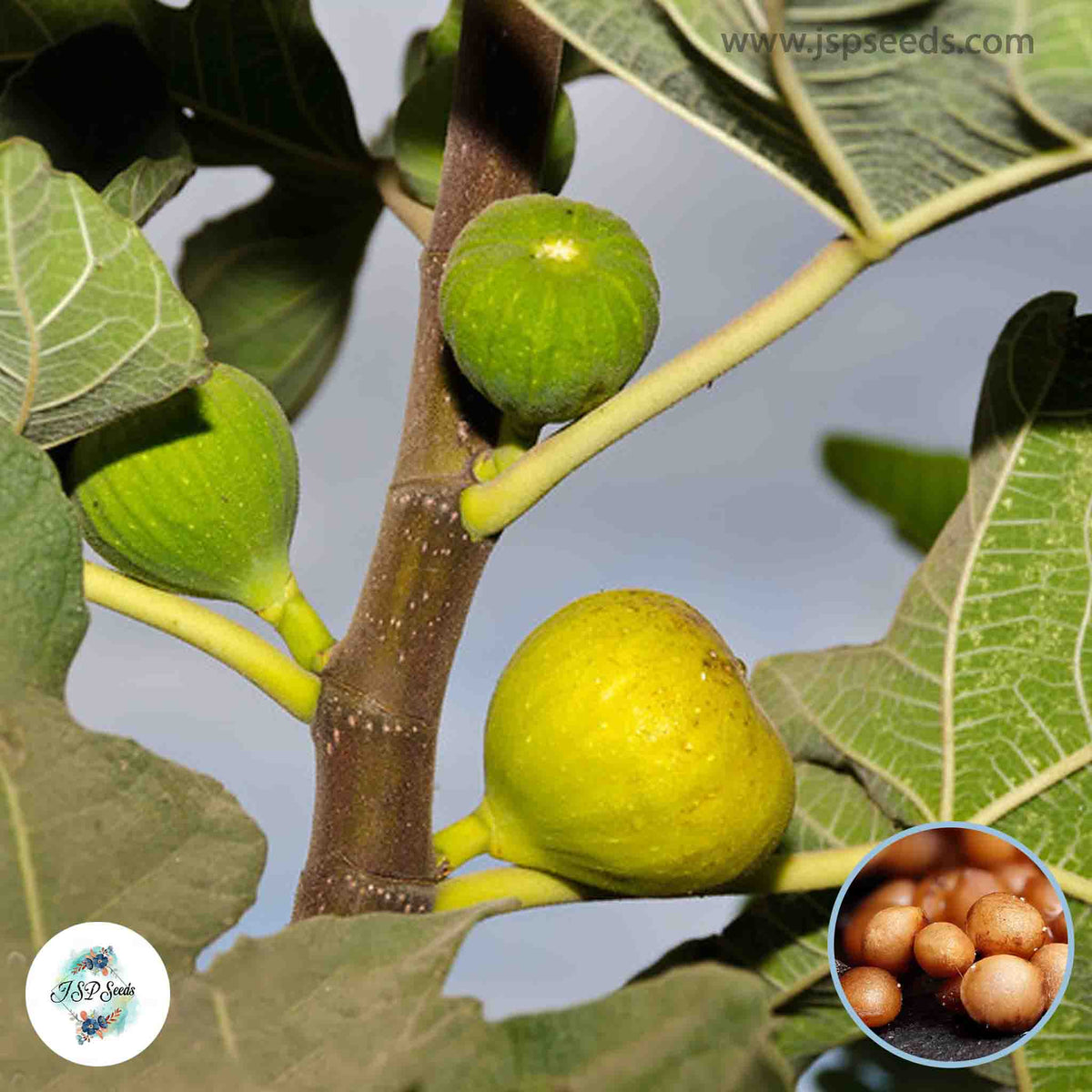 30 White Genoa Ficus Carica Seeds Fig Seeds Tropical Bonsai Rare Fruit Seeds