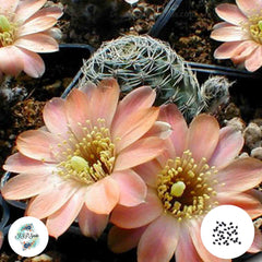 40 Seeds Mediolobivia tropaeolipicta Cactus Succulent seeds