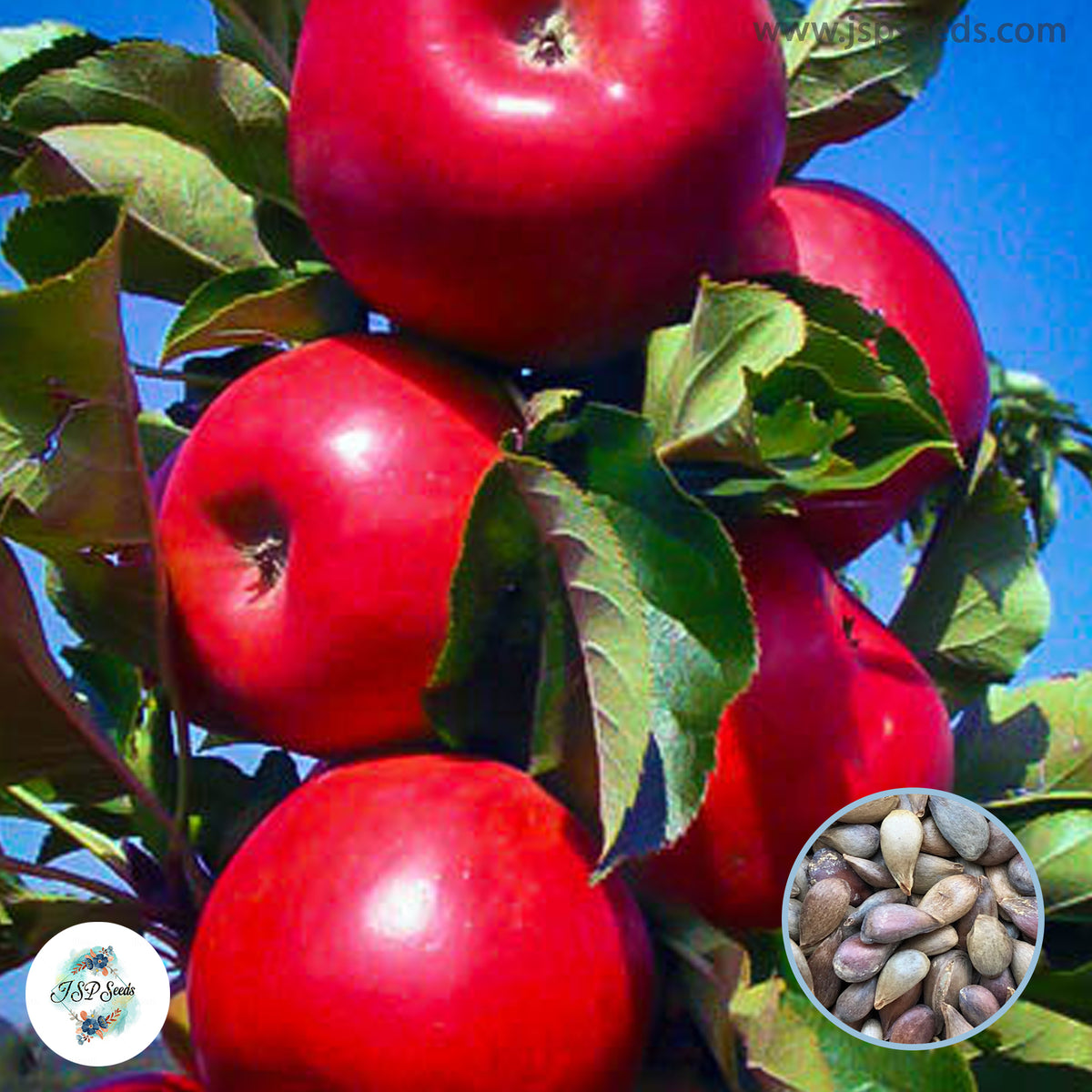 30 Red apple Seeds (Asia Fruit)