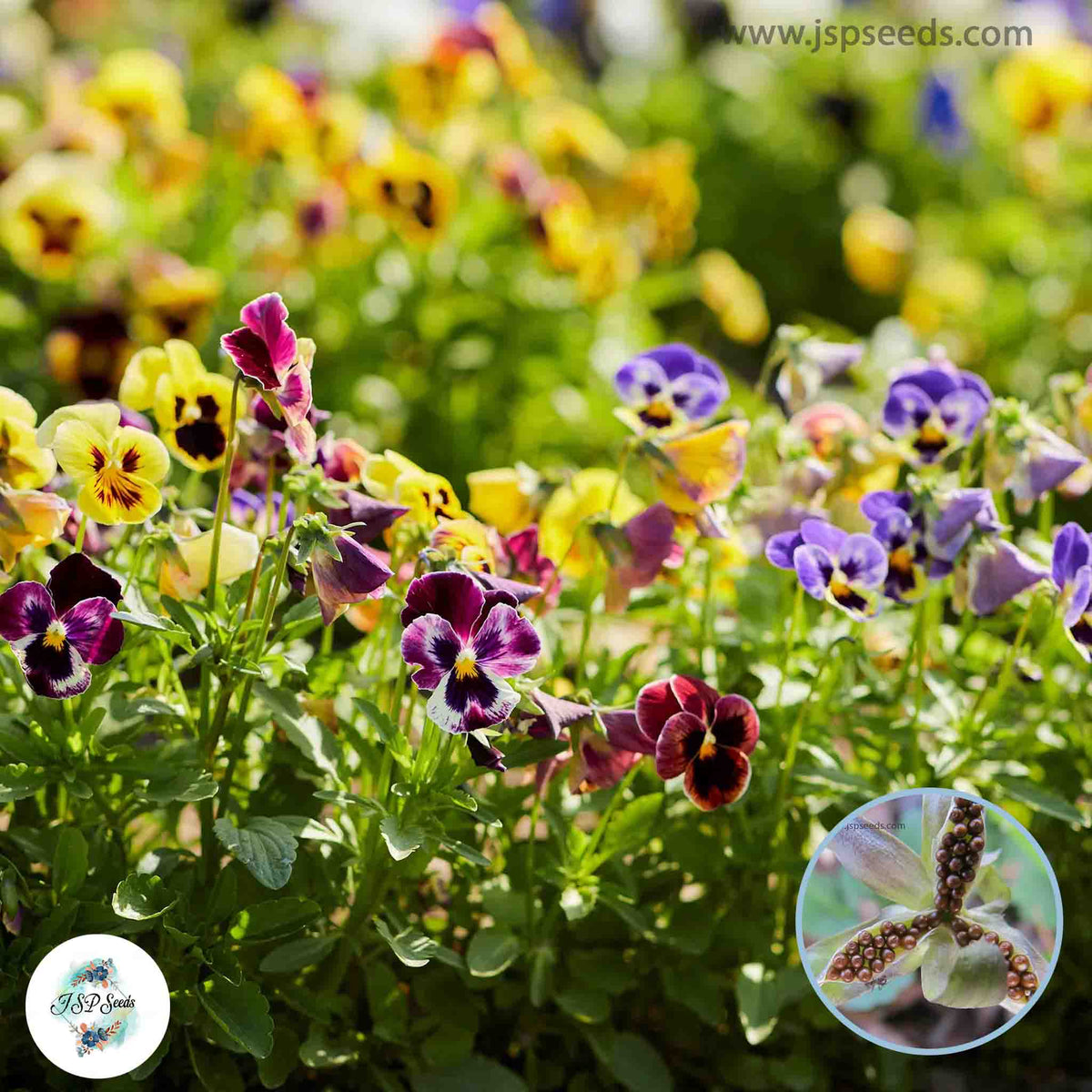 100 Mixed Pansy Seeds Perennial Butterfly Flowers (Viola Cornuta Sorbet Series)