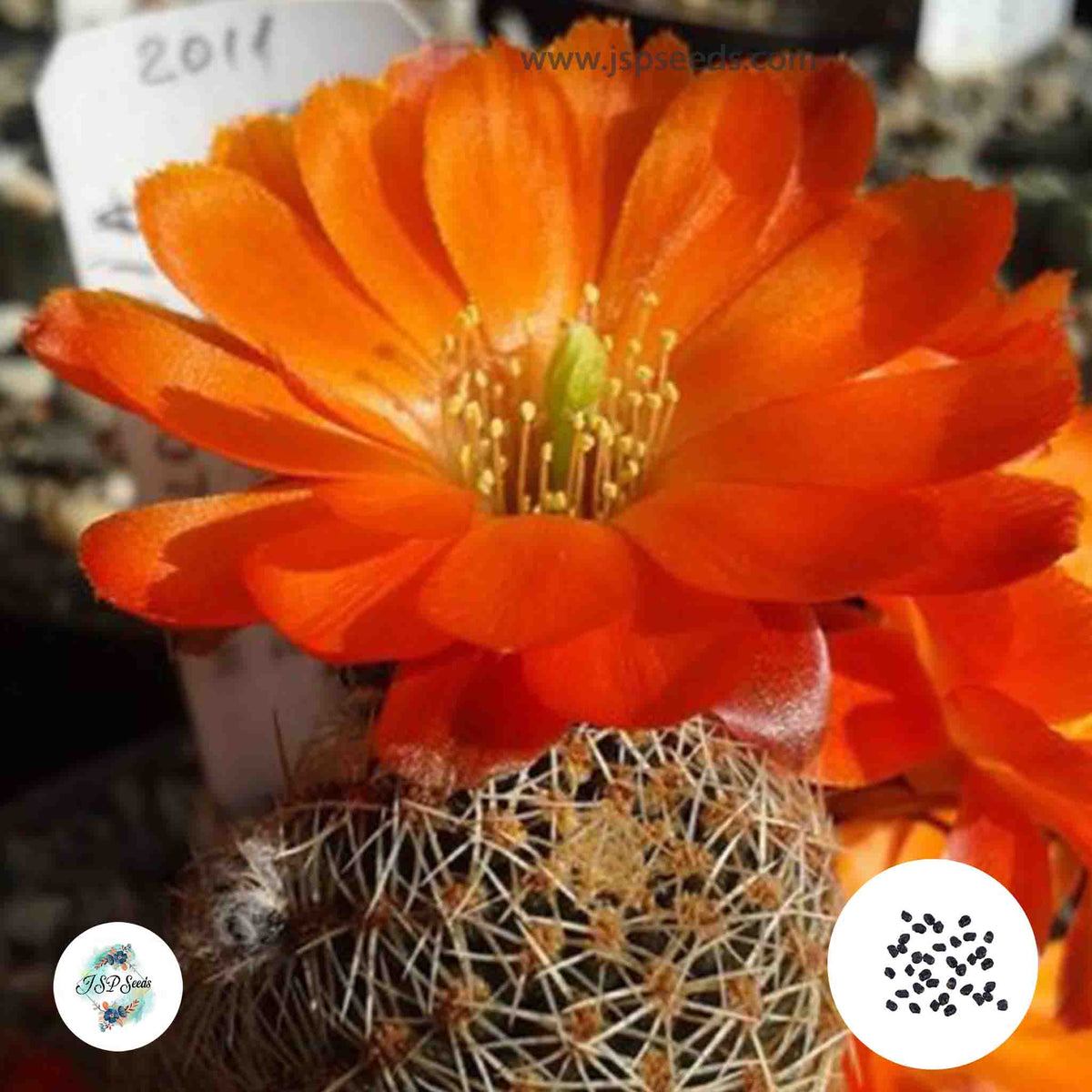 40 Seeds Mediolobivia friedrichiana Cactus Succulent seeds