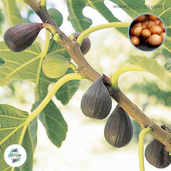 30 Violette de Bordeaux Ficus Carica Seeds Fig Seeds Tropical Bonsai Rare Fruit Seeds