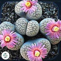 Lithops verruculosa ‘Rose of Texas’ [RARE] Living stones / 40 seeds