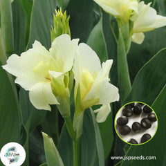 30 Dwarf Thai White CANNA LILY Indian Shot Canna Indica Flower Seeds Cannaceae (Asia Flower)