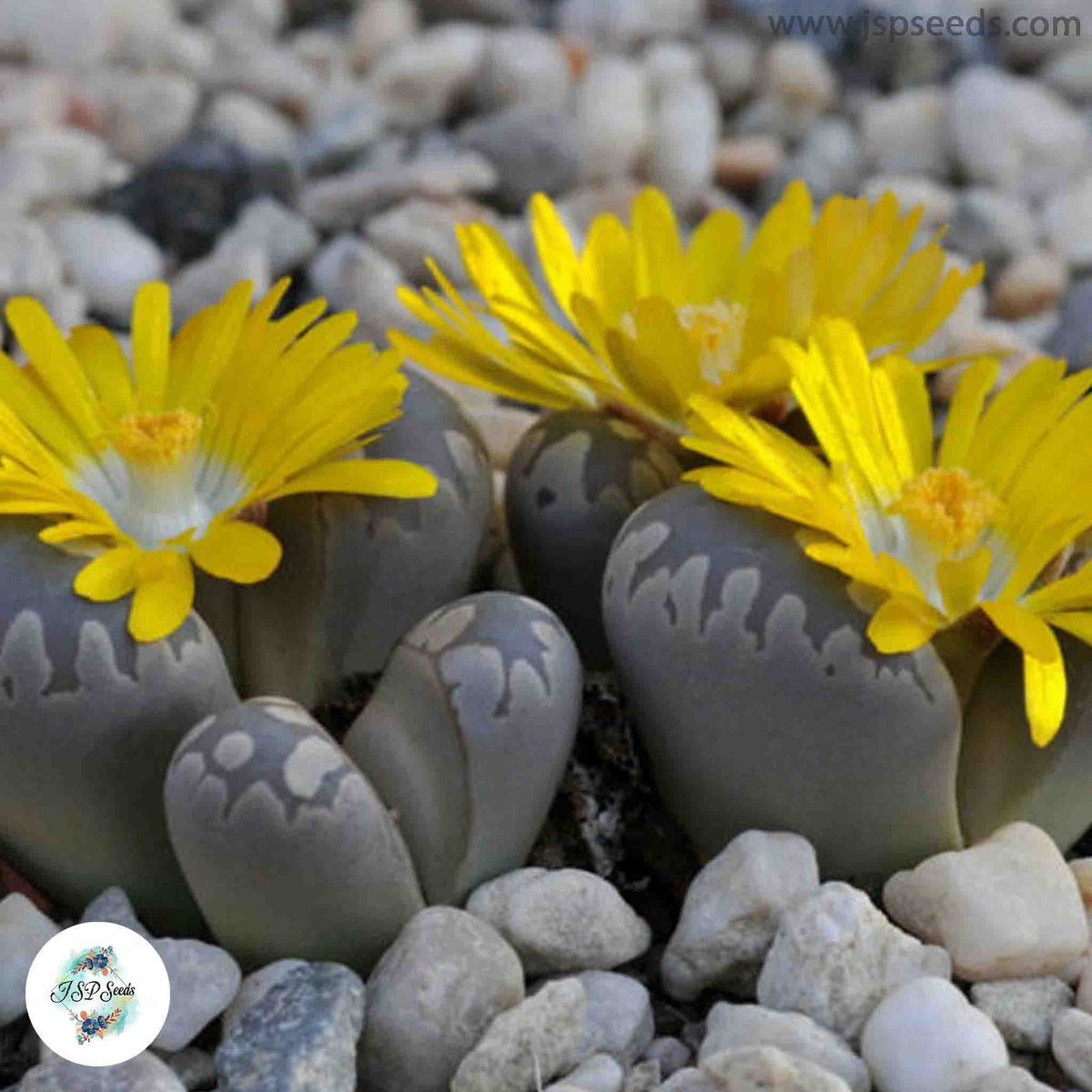Lithops otzeniana C350 / 40 seeds (Living Stones)