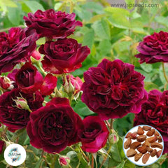 50 Heirloom Munstead Wood English Rose flower Bonsai Garden Seeds