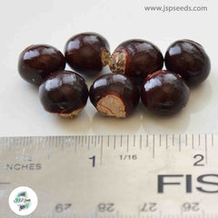 20 Thai Longan Seeds , Dragon Eye Fruit Sweet Seeds (Asia Fruit)