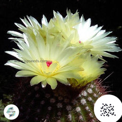 40 Seeds Notocactus vanvlietii R376 v. antonianus Cactus Succulent seeds