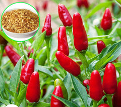 100 Pepper Thai Tabasco Chilli Spicy Hot Seeds (Asia Vegetable) Heirloom NON GMO Fresh