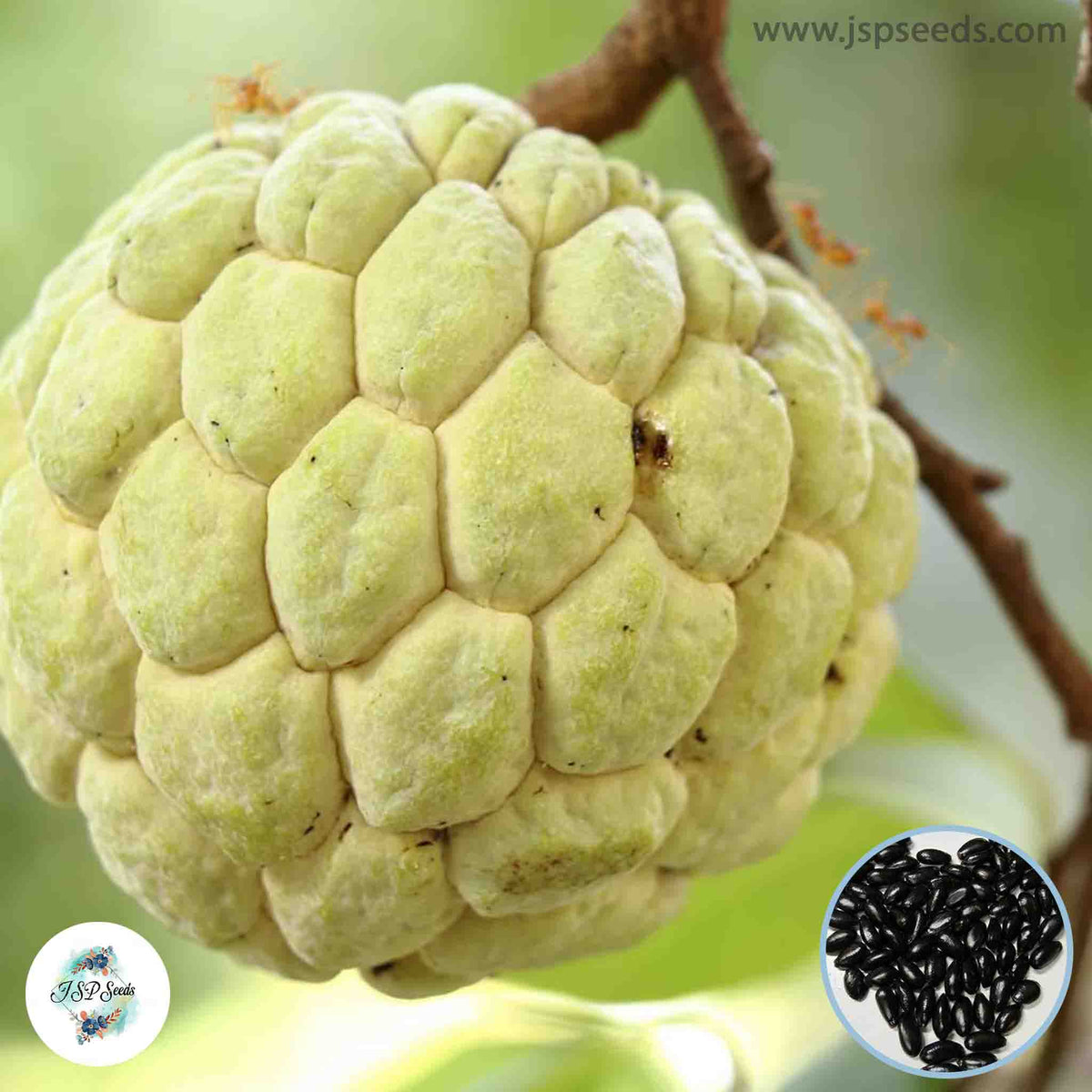 30 Golden Sugar Apple Custard Apple Seeds Annona Seeds Ceylon Seeds Sweet Fruit Plant (Asia Fruit)