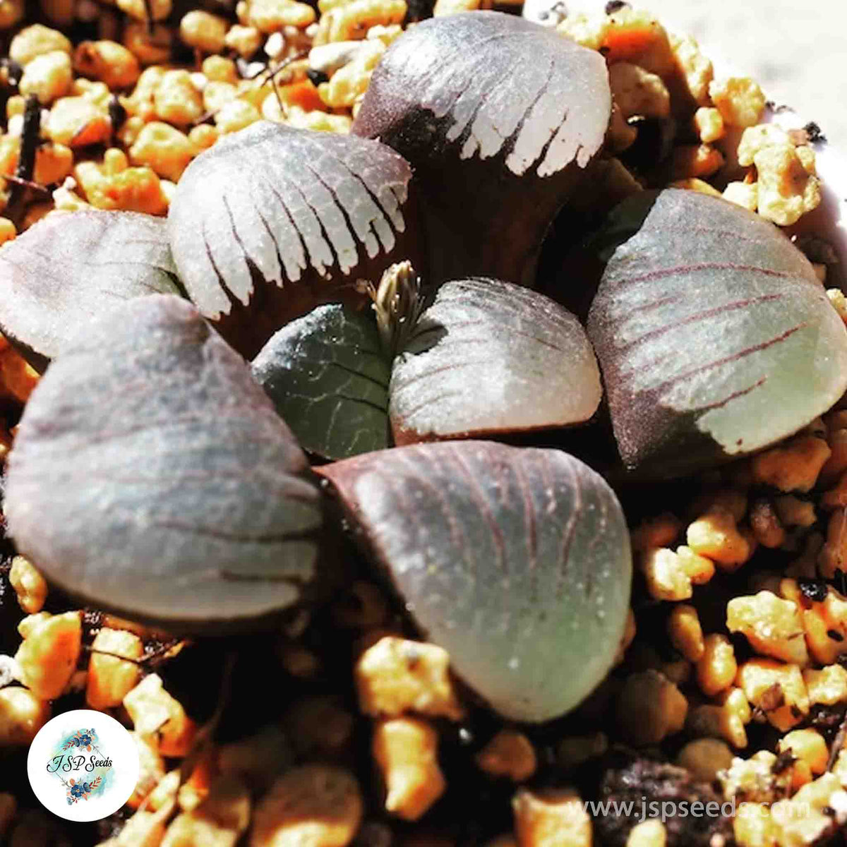 Haworthia springbokvlakensis / 40 seeds [RARE]