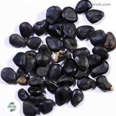 20 Manila Tamarind Fruit Seeds, Pithecellobium dulce (Roxb.) Benth (Asia Fruit)