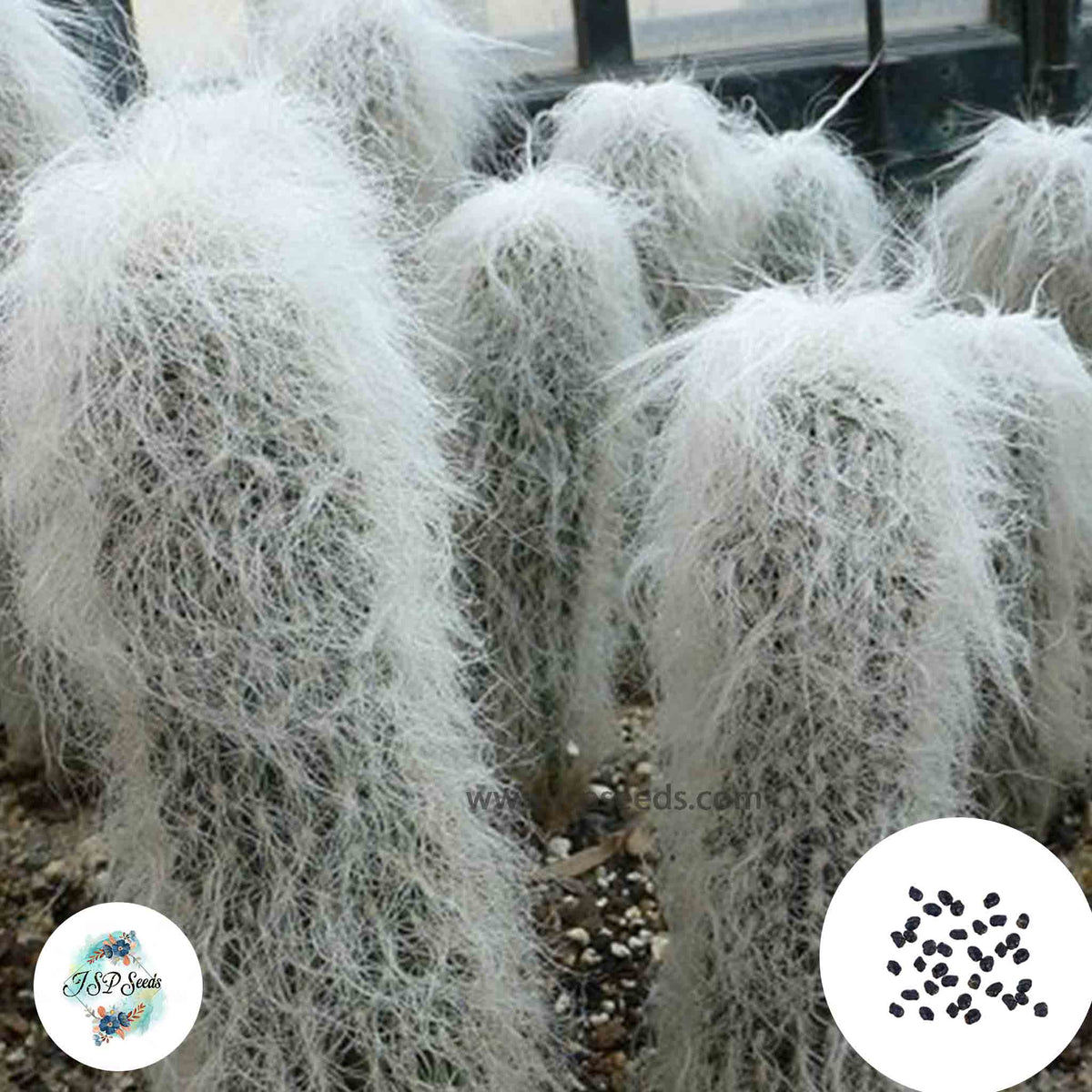 40 Seeds Cephalocereus senilis Cactus Succulent seeds