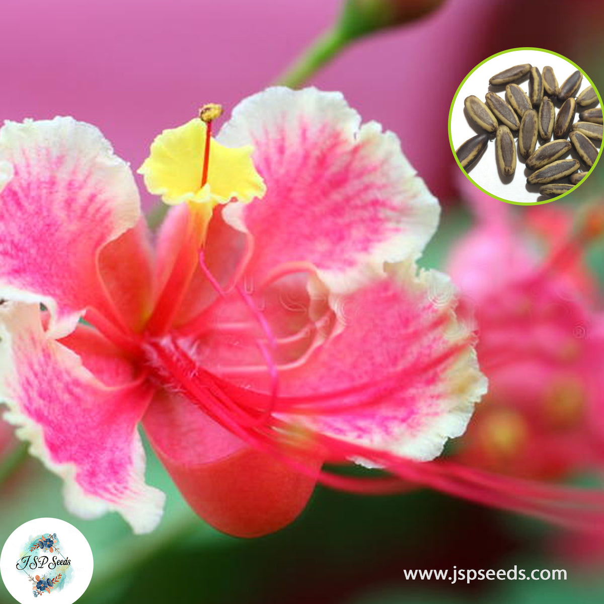 30 Pink Pride of Barbados, Poinciana Caesalpinia Pulcherrima Peacock Flower Seeds (Flame Tree)(Asia Flower)