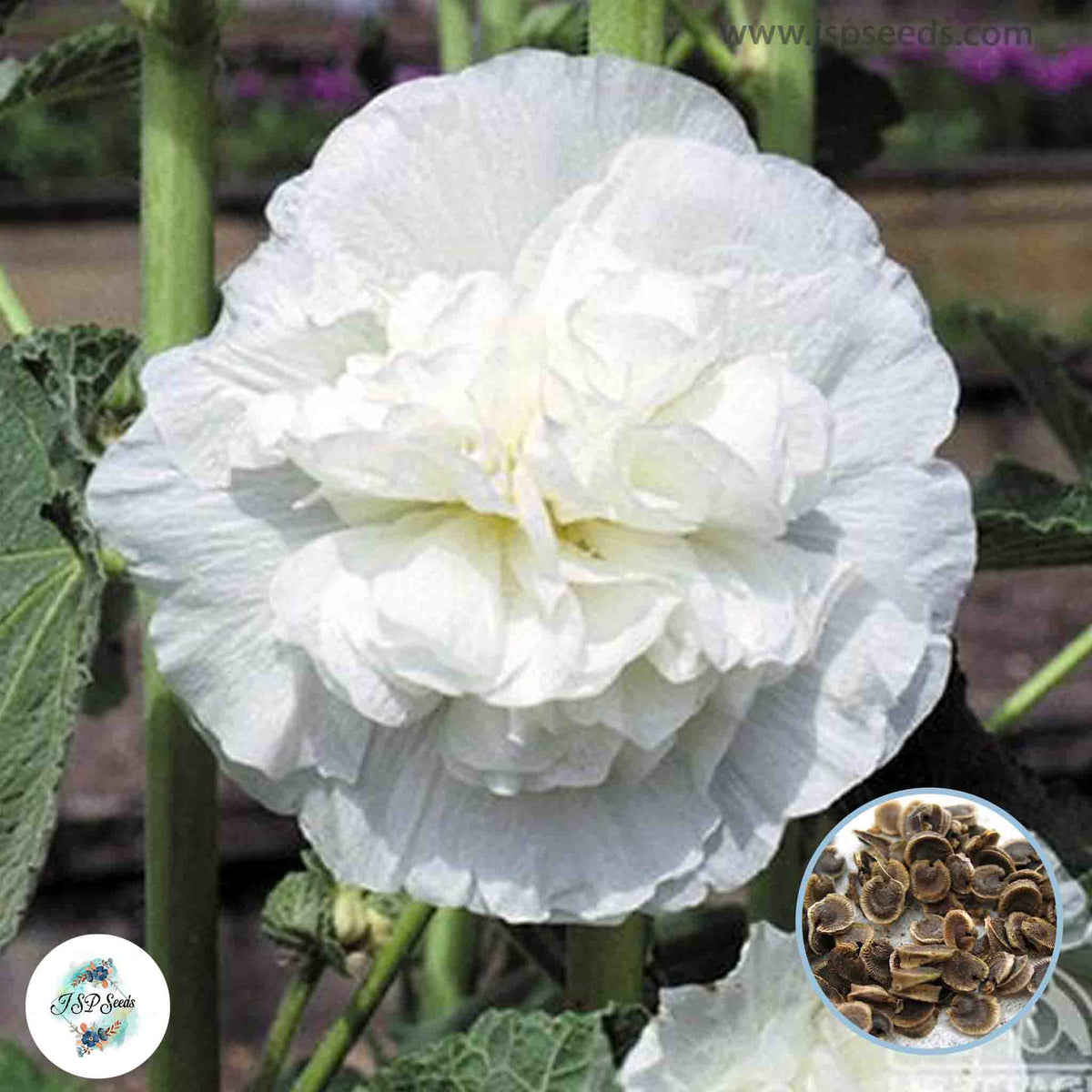 50 White Double Hollyhock Perennial Flower Seed ROSEA LINN