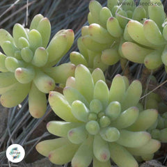 Sedum pachyphyllum / 40 seeds (Many Fingers)