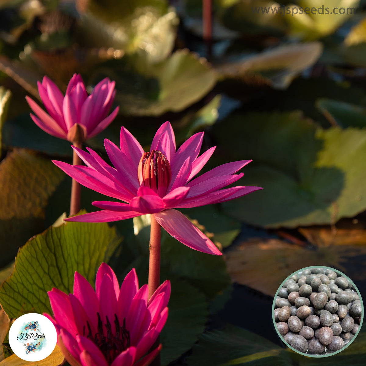 Plant Original 15 Thai Heirloom Lotus flower Bonsai Seeds Water Plants (Original Thai ...